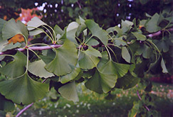 Ginkgo (Ginkgo biloba) at Green Thumb Garden Centre