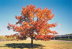 Red Oak (Quercus rubra) at Green Thumb Garden Centre