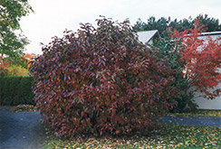 Siberian Dogwood (Cornus alba 'Sibirica') at Green Thumb Garden Centre