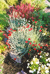 Grenadin Red Carnation (Dianthus caryophyllus 'Grenadin Red') at Green Thumb Garden Centre