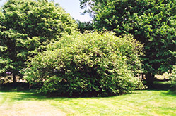 American Hazelnut (Corylus americana) at Green Thumb Garden Centre