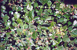 Fragrant Sumac (Rhus aromatica) at Green Thumb Garden Centre