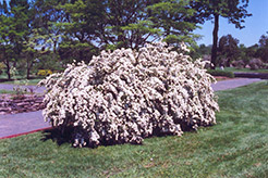 Vanhoutte Spirea (Spiraea x vanhouttei) at Green Thumb Garden Centre