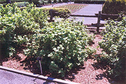 Red Lake Red Currant (Ribes rubrum 'Red Lake') at Green Thumb Garden Centre