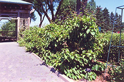 Issai Hardy Kiwi (Actinidia arguta 'Issai') at Green Thumb Garden Centre
