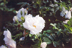 Blanc Double de Coubert Rose (Rosa 'Blanc Double de Coubert') at Green Thumb Garden Centre