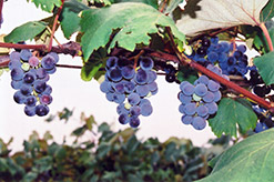 Concord Grape (Vitis 'Concord') at Green Thumb Garden Centre
