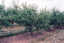 Jonagold Apple (Malus 'Jonagold') at Green Thumb Garden Centre