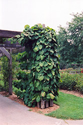 Dutchman's Pipe (Aristolochia macrophylla) at Green Thumb Garden Centre