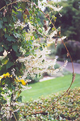 Silver Lace Vine (Polygonum aubertii) at Green Thumb Garden Centre