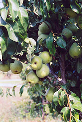 Anjou Pear (Pyrus communis 'Anjou') at Green Thumb Garden Centre