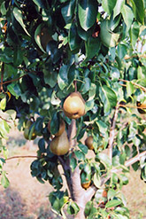 Bosc Pear (Pyrus communis 'Beurre Bosc') at Green Thumb Garden Centre
