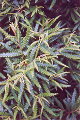 Sweetfern (Comptonia peregrina) at Green Thumb Garden Centre