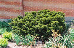 Dwarf Japanese Yew (Taxus cuspidata 'Nana') at Green Thumb Garden Centre