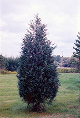 Moffett Juniper (Juniperus scopulorum 'Moffettii') at Green Thumb Garden Centre