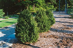 Green Mountain Boxwood (Buxus 'Green Mountain') at Green Thumb Garden Centre