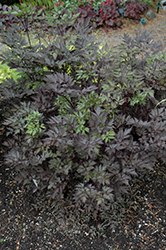 Black Negligee Bugbane (Actaea racemosa 'Black Negligee') at Green Thumb Garden Centre