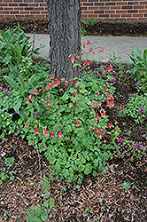 Wild Red Columbine (Aquilegia canadensis) at Green Thumb Garden Centre