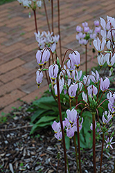 Shooting Star (Dodecatheon meadia) at Green Thumb Garden Centre