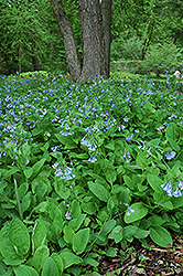 Virginia Bluebells (Mertensia virginica) at Green Thumb Garden Centre