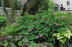 Common Bleeding Heart (Dicentra spectabilis) at Green Thumb Garden Centre