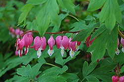 Common Bleeding Heart (Dicentra spectabilis) at Green Thumb Garden Centre