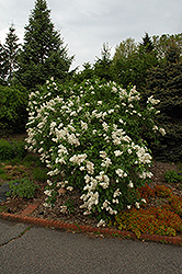 Mme. Lemoine Lilac (Syringa vulgaris 'Mme. Lemoine') at Green Thumb Garden Centre