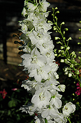 Pacific Giant Galahad Larkspur (Delphinium 'Galahad') at Green Thumb Garden Centre