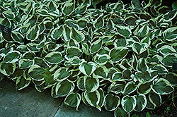 Patriot Hosta (Hosta 'Patriot') at Green Thumb Garden Centre