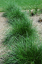 Tufted Hair Grass (Deschampsia cespitosa) at Green Thumb Garden Centre