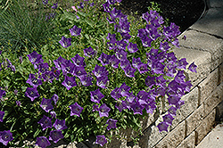 Blue Clips Bellflower (Campanula carpatica 'Blue Clips') at Green Thumb Garden Centre
