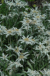 Alpine Edelweiss (Leontopodium alpinum) at Green Thumb Garden Centre