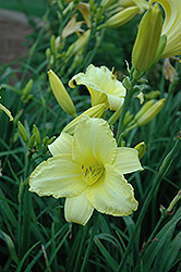 Happy Ever Appster Happy Returns Daylily (Hemerocallis 'Happy Returns') at Green Thumb Garden Centre