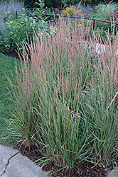 Variegated Reed Grass (Calamagrostis x acutiflora 'Overdam') at Green Thumb Garden Centre