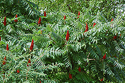 Staghorn Sumac (Rhus typhina) at Green Thumb Garden Centre