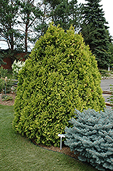 Sunkist Arborvitae (Thuja occidentalis 'Sunkist') at Green Thumb Garden Centre