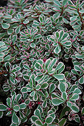 Tricolor Stonecrop (Sedum spurium 'Tricolor') at Green Thumb Garden Centre