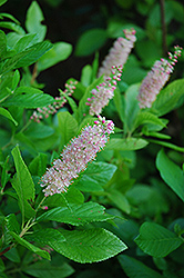 Pink Spires Summersweet (Clethra alnifolia 'Pink Spires') at Green Thumb Garden Centre