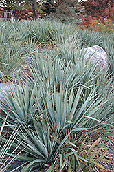 Adam's Needle (Yucca filamentosa) at Green Thumb Garden Centre