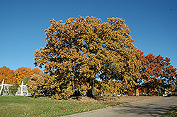 Bur Oak (Quercus macrocarpa) at Green Thumb Garden Centre