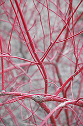 Siberian Dogwood (Cornus alba 'Sibirica') at Green Thumb Garden Centre