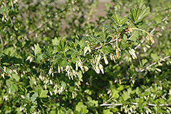 Pixwell Gooseberry (Ribes 'Pixwell') at Green Thumb Garden Centre