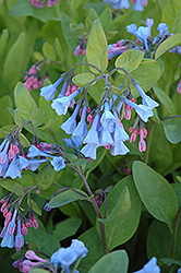 Virginia Bluebells (Mertensia virginica) at Green Thumb Garden Centre