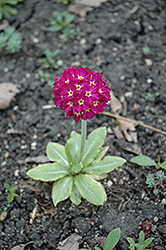 Ronsdorf Mix Red Primrose (Primula denticulata 'Ronsdorf Mix Red') at Green Thumb Garden Centre