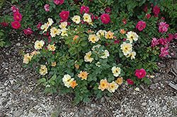 Morden Sunrise Rose (Rosa 'Morden Sunrise') at Green Thumb Garden Centre