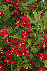 Red Prince Weigela (Weigela florida 'Red Prince') at Green Thumb Garden Centre