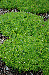 Irish Moss (Sagina subulata) at Green Thumb Garden Centre