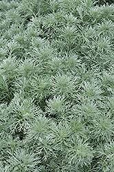 Silver Mound Artemesia (Artemisia schmidtiana 'Silver Mound') at Green Thumb Garden Centre