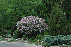 Dwarf Korean Lilac (tree form) (Syringa meyeri 'Palibin (tree form)') at Green Thumb Garden Centre