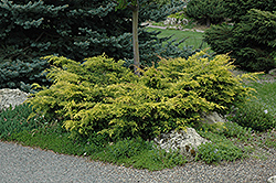 Old Gold Juniper (Juniperus x media 'Old Gold') at Green Thumb Garden Centre